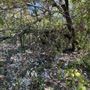 Chandler Park