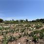 Will Rogers Gardens