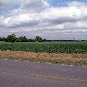 Arcadia Corn Fields
