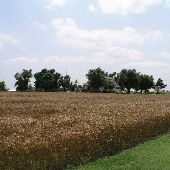 Newer Farm