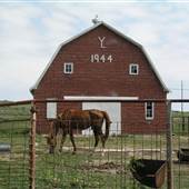 Maple YL Ranch