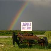 Lavender Valley Acres