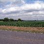 Arcadia Corn Fields