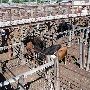 Oklahoma City Stockyards
