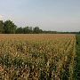 Pauls Valley Cornfields