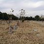 Gracelawn Cemetery