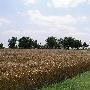 Newer Farm