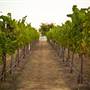 Ingel's Winery