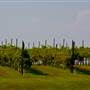 Stone Bluff Cellars