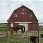 Maple YL Ranch