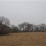 Various Woodward Landscapes