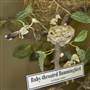 Museum of Osteology