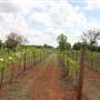 Clauren Ridge Vineyard and Winery