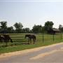 NFL Farms