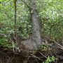 Stinchcomb Wildlife Refuge