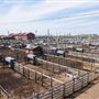 Oklahoma National Stockyard Exchange