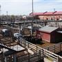 Oklahoma National Stockyard Exchange
