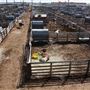Oklahoma National Stockyard Exchange