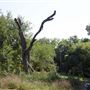 Pioneer Cemetery