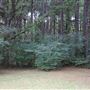 The Fairy Forest
