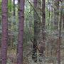 The Fairy Forest