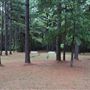 The Fairy Forest