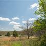 Savannah Trail - JT Nickel Nature and Wildlife Preserve