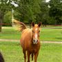 Meadow Lake Ranch