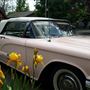 Pinky, the '59 Thunderbird