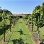 Nellis Vineyards
