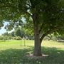 Nellis Vineyards
