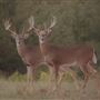 Hunt Mill Hollow Ranch