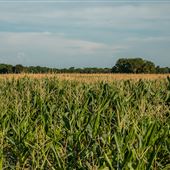 Corn Field S 510 Field