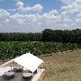 Greenfield Vineyard and Winery