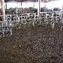 Oklahoma City Stockyards
