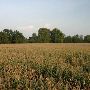 Pauls Valley Cornfields