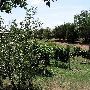 Stable Ridge Vinyards