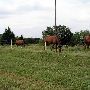 Tatanka Ranch