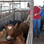 Okmulgee Live Stock Yard