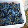 Ingel's Winery