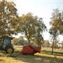 Benson Park Pecans