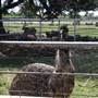 Silvertop Farm & Vineyards