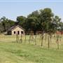 Silvertop Farm & Vineyards