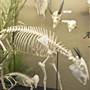 Museum of Osteology
