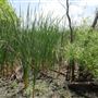 Stinchcomb Wildlife Refuge