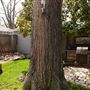 Mesta Park Historical Home