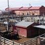 Oklahoma National Stockyard Exchange