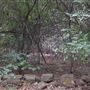 The Fairy Forest