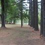 The Fairy Forest