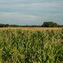 Corn Field S 510 Field